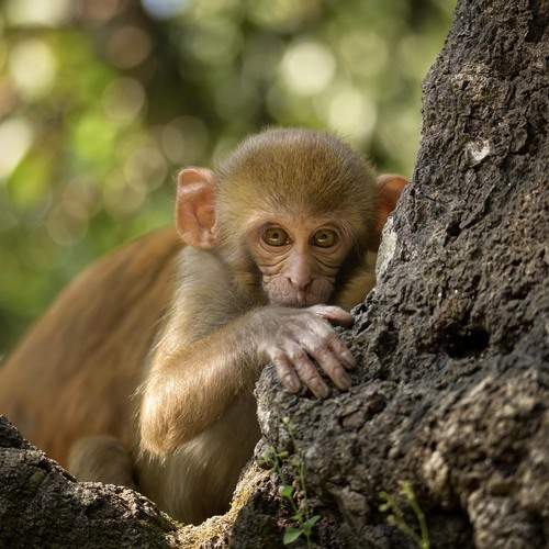 Little Watcher in the Trees