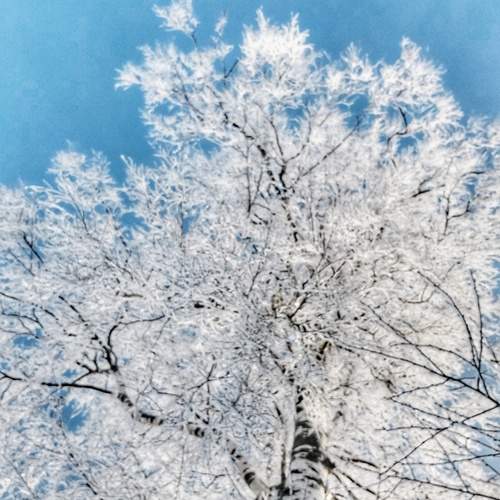 Photo #13220622