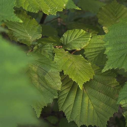 Photo #13220921