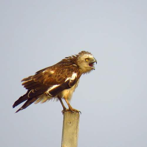Fiery looking short toed snake eagle