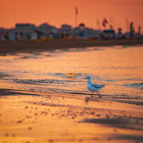 Photo #13220975
