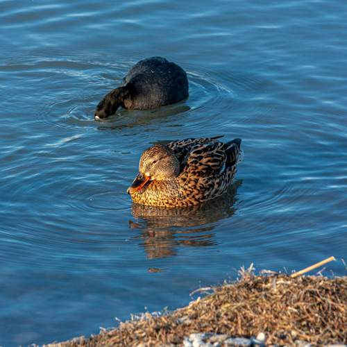 Photo #13221075