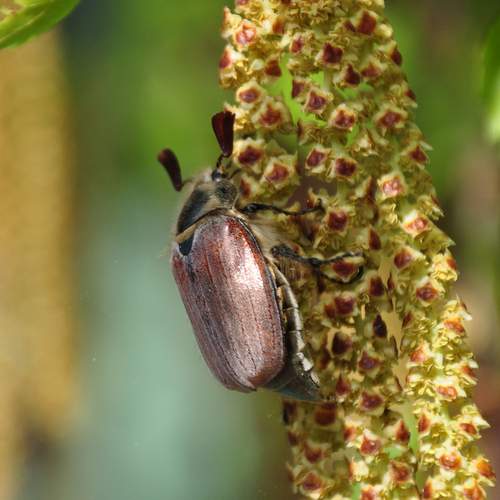 Photo #13221310