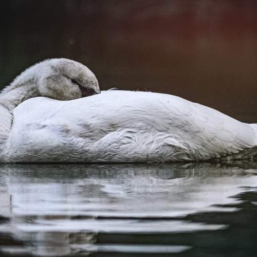 Photo #13221486