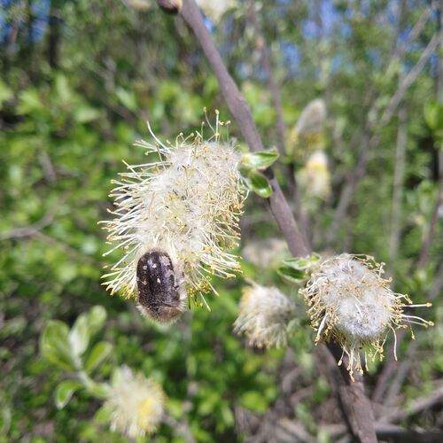 Photo #13221559