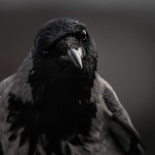 Hooded Crow