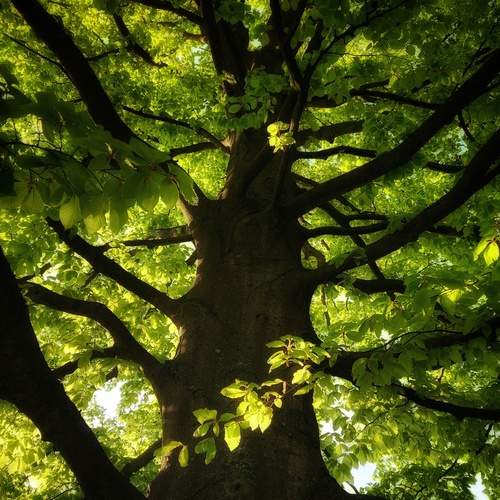 Photo #13221988