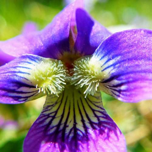 Tentacle Bloom