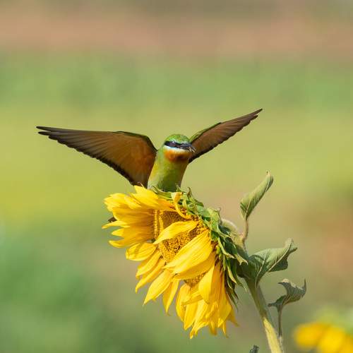 Photo #13222274