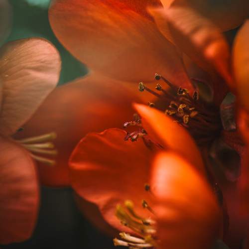 Quince flowers