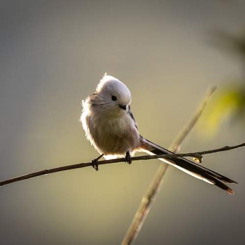 Фотография #13222584