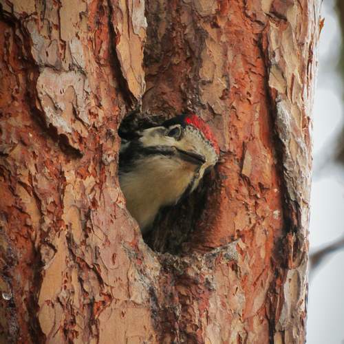 Photo #13222836