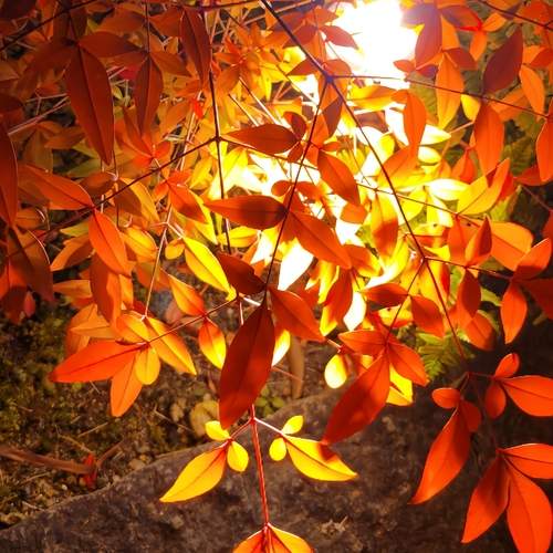 Crimson Illumination