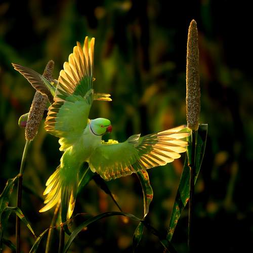 Parakeet in Backlit
