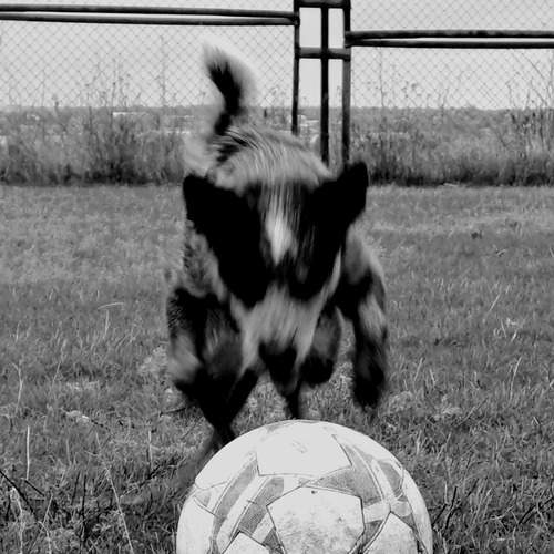 Focus on the Goal