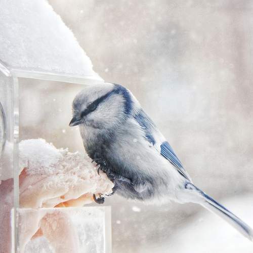 Photo #13224059