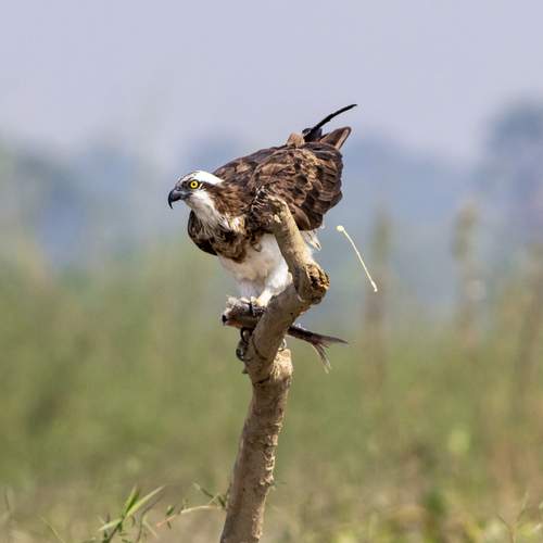 Photo #13224350