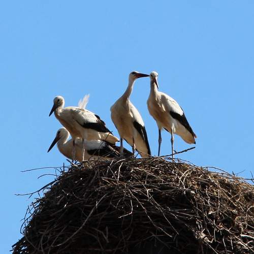 Photo #13224475