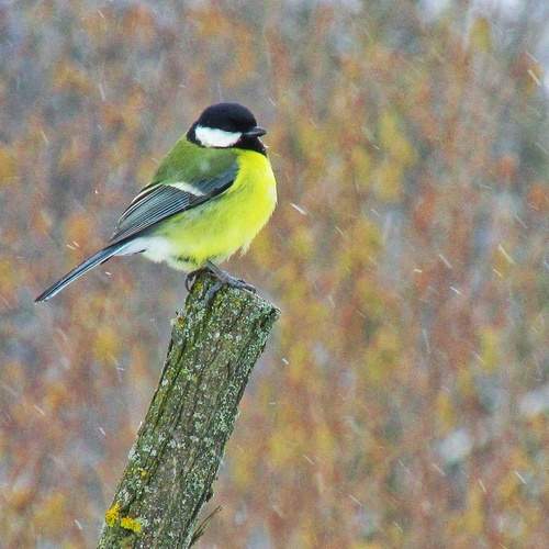Photo #13224686