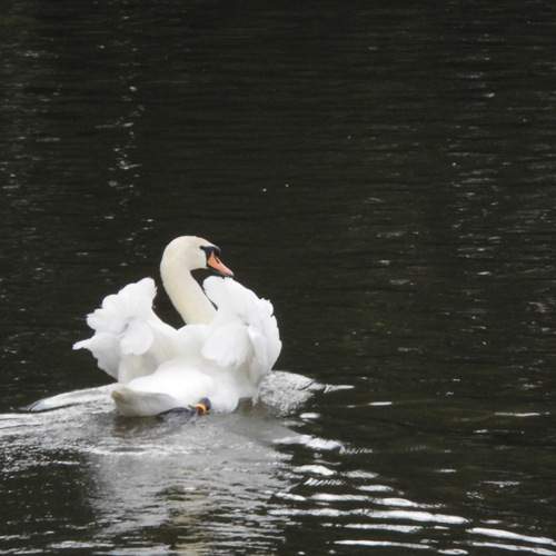 Photo #13225250