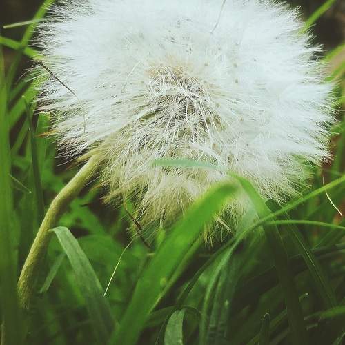 dandelion, a breath of essence