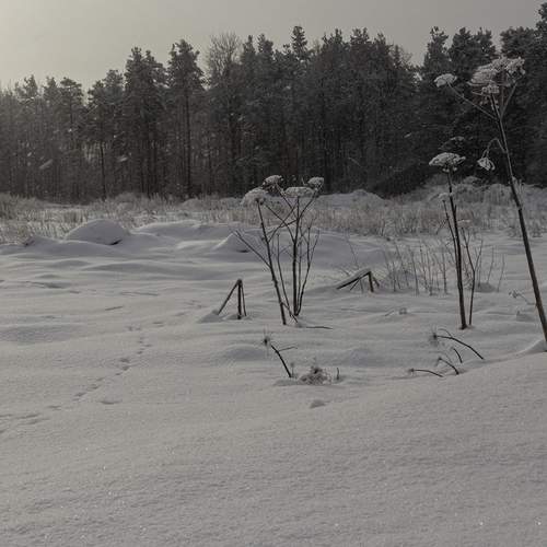 Photo #13225647