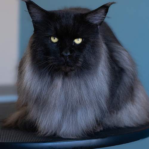 Photo #13225713