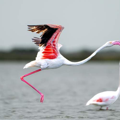 A beautiful flamingo that lost one of its precious legs due to human mistakes