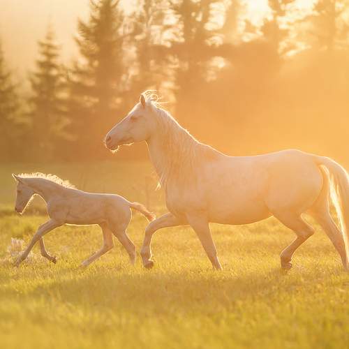 Нежность солнца