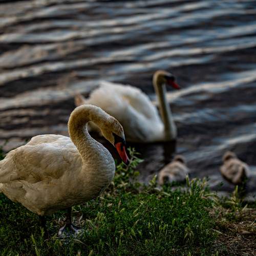 Photo #13226620
