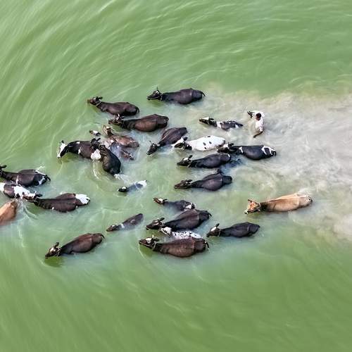 SURVIVAL OF THE FITTEST