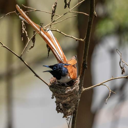 Photo #13227324