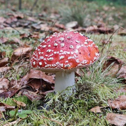 Photo #13227645
