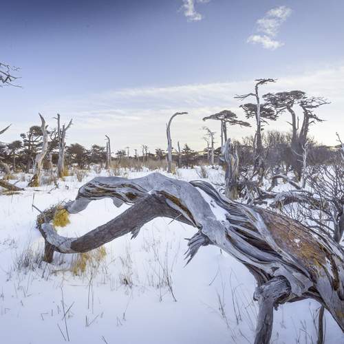 Таинственный лес на Итурупе