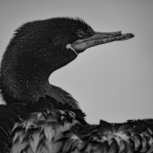 Photo #13228080