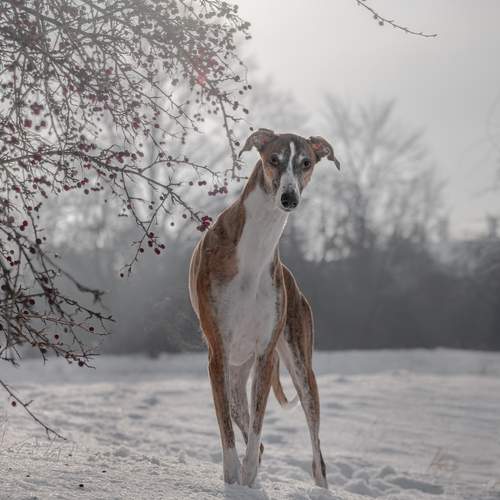 Photo #13228332