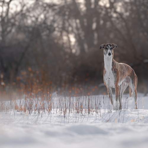 Photo #13228333