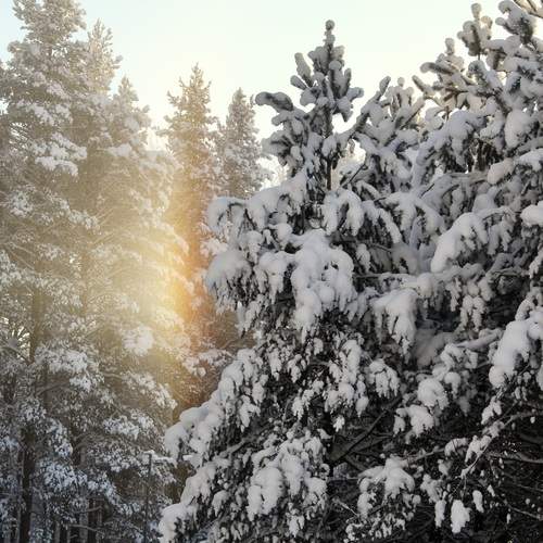 Photo #13228388