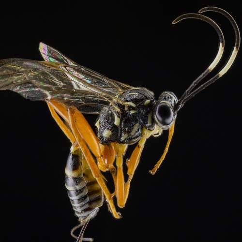Ichneumonid Wasp