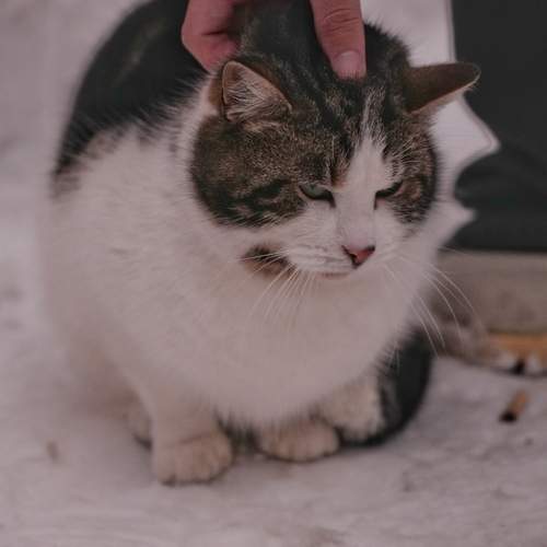 Photo #13228835