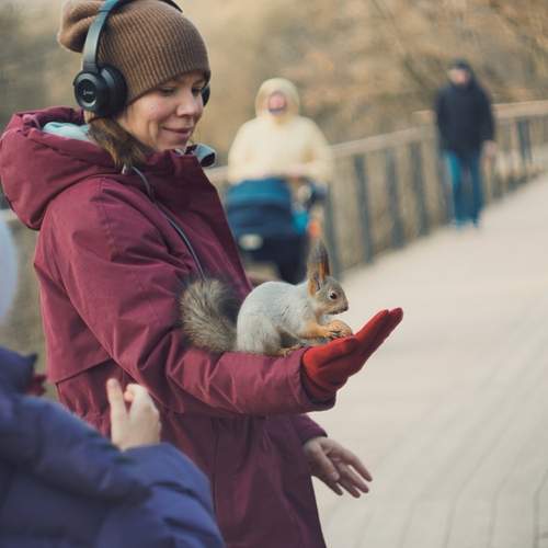 Squirrel in Sviblovo Park