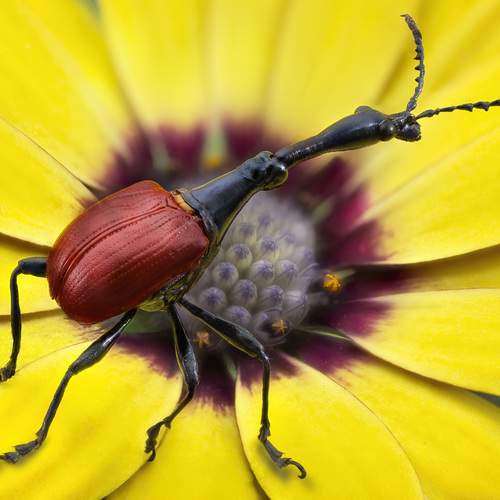 Trachelophorus giraffa