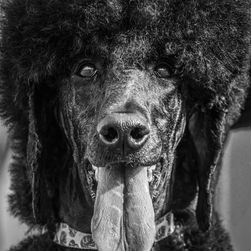 Photo #13229097
