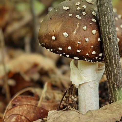 Photo #13229168