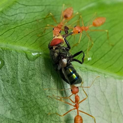Morning breakfast of Ants family