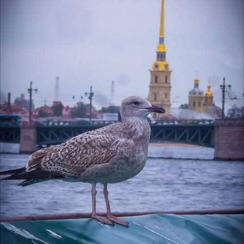 Photo #13229528