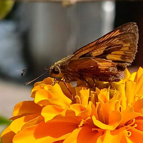 Photo #13229589
