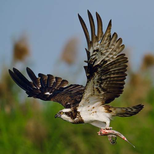 Osprey just after a successful hunt