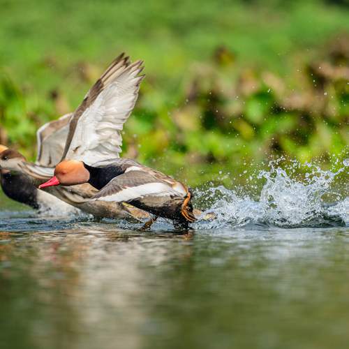Red-crested Pochards taking off from the water