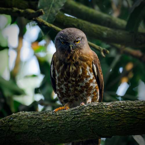 Ten Seconds with the Brown Hawk Owl